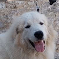 Peronne de l'esprit Blanc des Montagnes