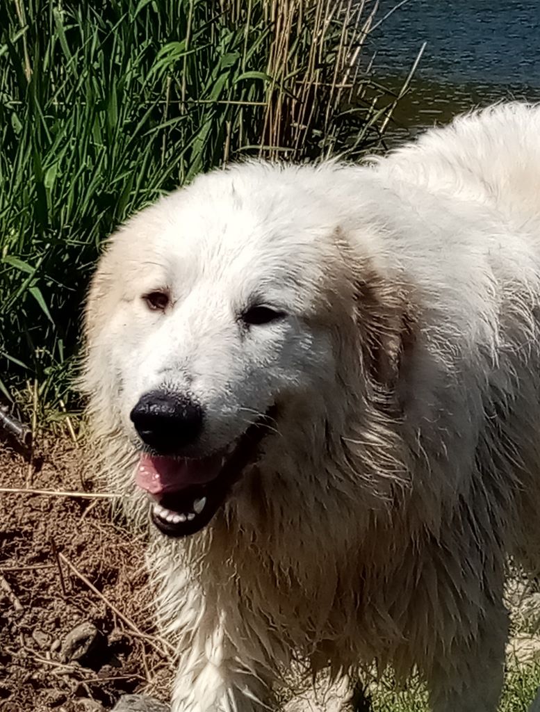 Sonsa dreamer de l'ours perlé